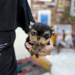 Daisy- Teacup Yorkie