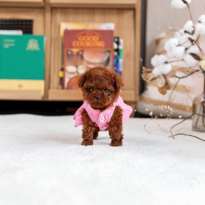 Rosie- Toy Poodle
