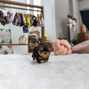 Teddy- Teacup Yorkie
